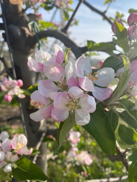 Ontspannen aan het Schulensmeer